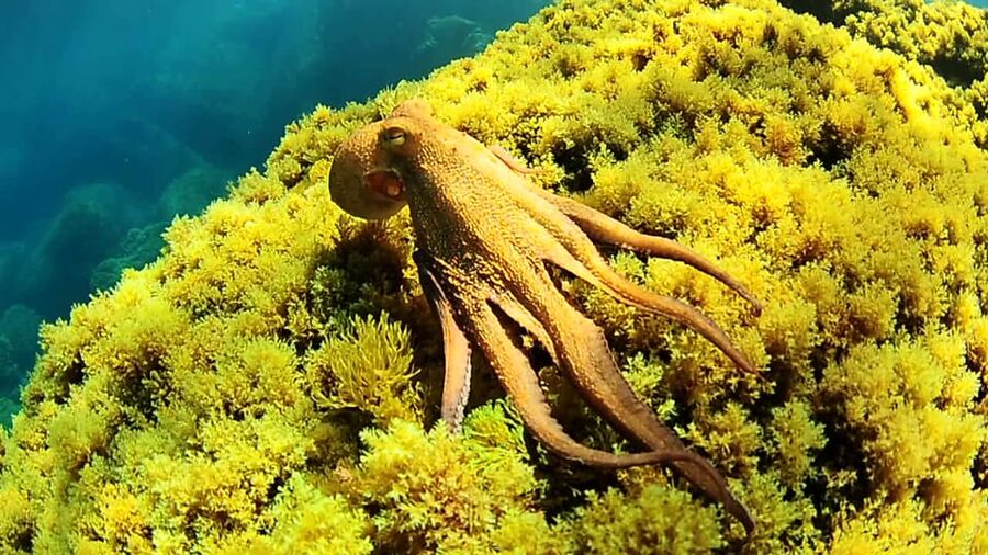 Ibiza: Snorkeling and SUP Paddle, Beach and Cave Boat Tour - A relaxed way to see Ibiza’s west coast