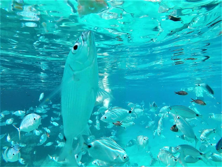 Ibiza: Snorkeling and SUP Paddle, Beach and Cave Boat Tour - Cala Bassa: a softer beach setting