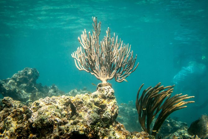 Icacos Deserted Island Catamaran, Snorkel, and Picnic Cruise - The return trip has a party-boat feel