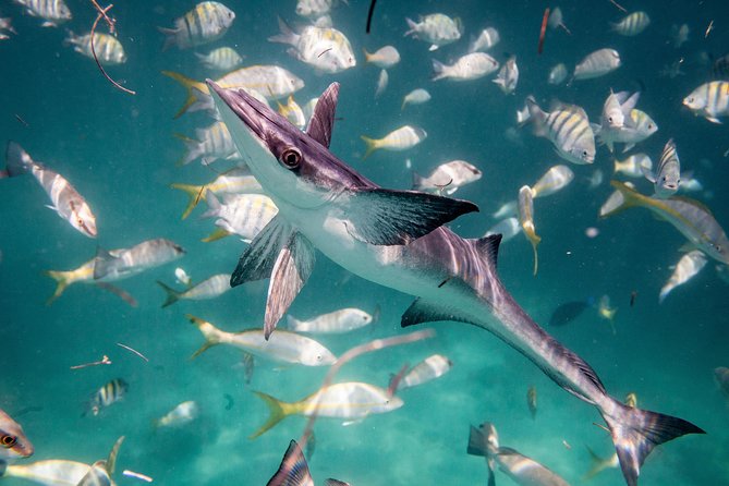 Icacos Deserted Island Catamaran, Snorkel, and Picnic Cruise - What $138.50 buys you