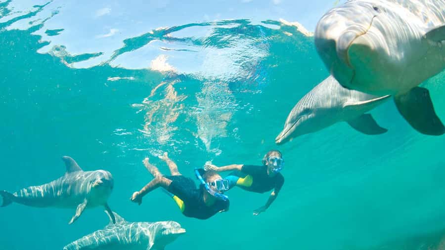 Île aux Bénitiers: Snorkeling w/Dolphins Boat Tour & Lunch - The day starts early on Mauritius’s west coast