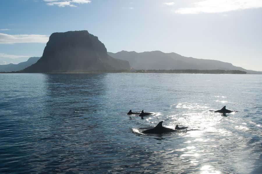 Île aux Bénitiers: Snorkeling w/Dolphins Boat Tour & Lunch - Snorkeling near Crystal Rock and Le Morne
