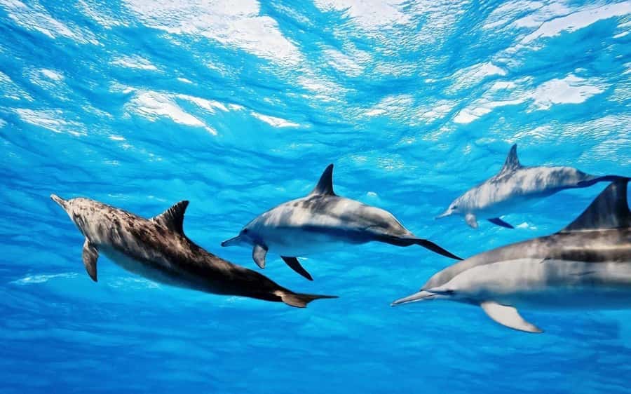 Île aux Bénitiers: Snorkeling w/Dolphins Boat Tour & Lunch - Meeting dolphins in the southwest lagoon