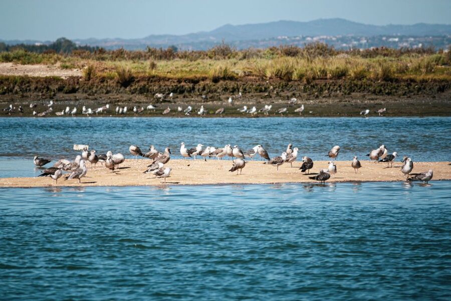 Isla Cristina/Isla Canela: Boat Trip Through the Marshes - Price, timing, and what the value really means