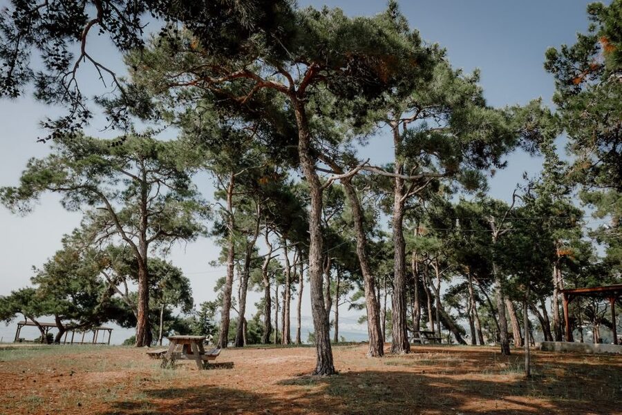 Istanbul: Princes' Islands Cruise w/Music, Lunch & Transfer - Büyükada and its grand old houses