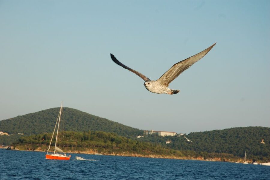 Istanbul: Princes' Islands Cruise w/Music, Lunch & Transfer - How the guide and group setup affect the day