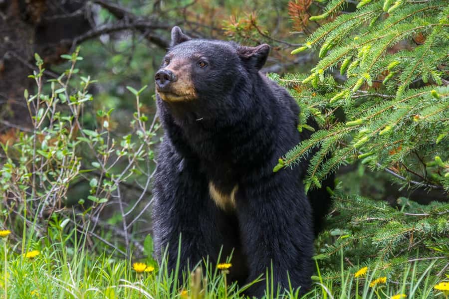 Jasper: Wildlife and Waterfalls Tour with Maligne Cruise - Why this six-hour Maligne Valley trip works so well