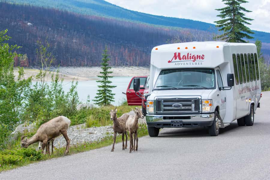 Jasper: Wildlife and Waterfalls Tour with Maligne Cruise - Medicine Lake and the science behind a disappearing lake
