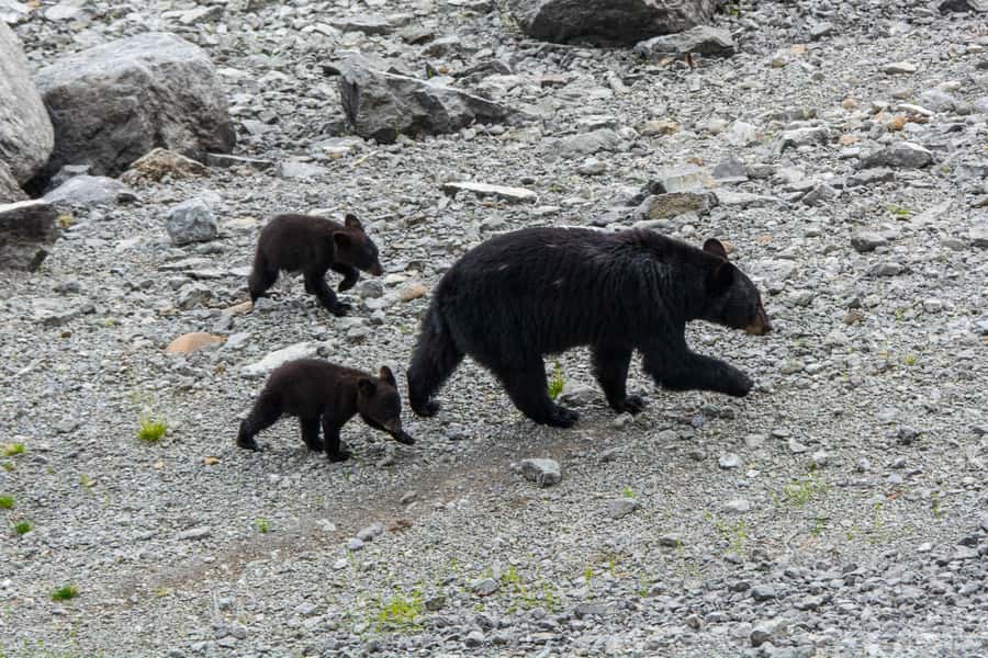 Jasper: Wildlife and Waterfalls Tour with Maligne Cruise - Wildlife watching with a guide who knows where to look