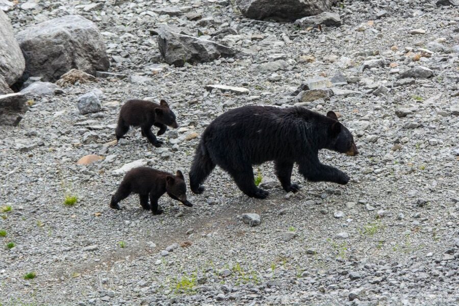 Jasper: Wildlife and Waterfalls Tour with Maligne Cruise - What the ride feels like from Jasper