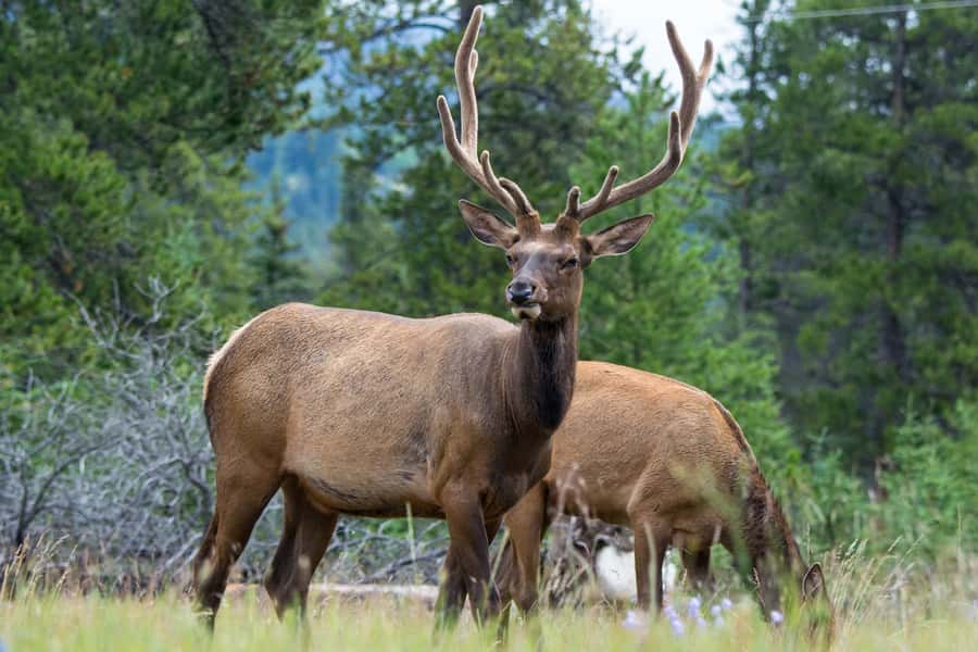 Jasper: Wildlife and Waterfalls Tour with Maligne Cruise - Maligne Canyon: a short walk with a major change of plan