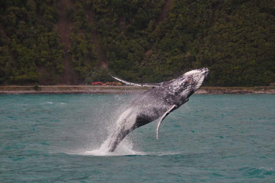 Kaikoura: Whale Watching Cruise - Key things to know before you book