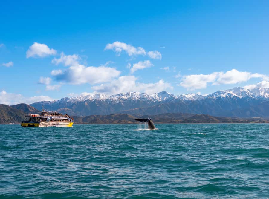 Kaikoura: Whale Watching Cruise - Finding the sperm whale