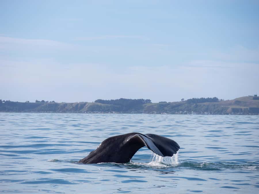 Kaikoura: Whale Watching Cruise - The crew and the style of commentary