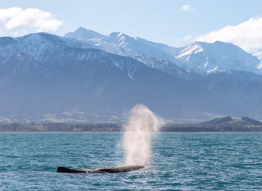 Kaikoura: Whale Watching Cruise - Is $104 a fair price?