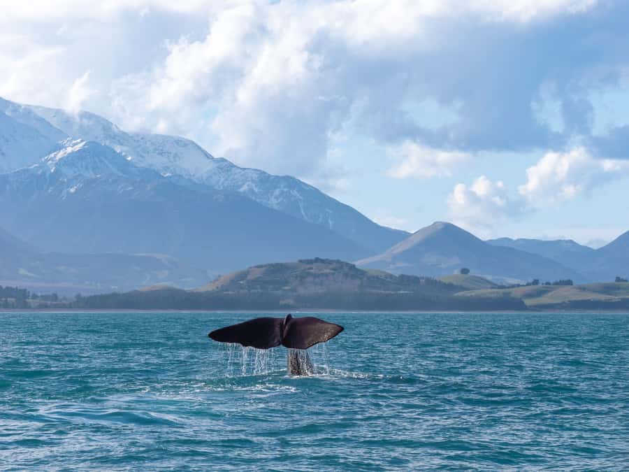 Kaikoura: Whale Watching Cruise - Who should book this cruise?