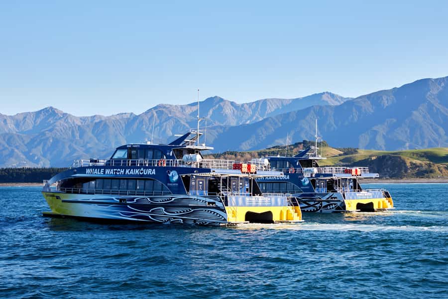 Kaikoura: Whale Watching Cruise - Final call: book it if you can handle the sea
