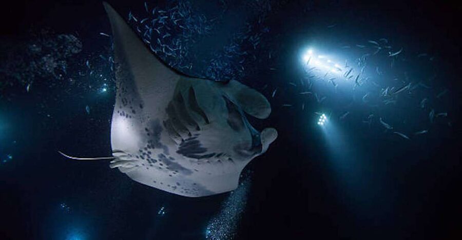 Kailua-Kona: Manta Ray Watching Nighttime Boat Trip - What the two-hour itinerary is really like