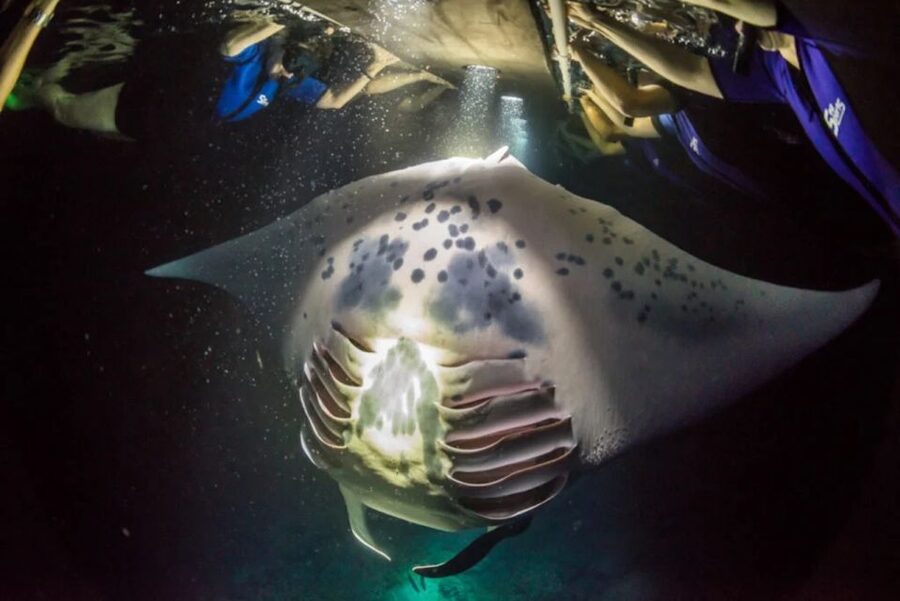 Kailua-Kona: Manta Ray Watching Nighttime Boat Trip - Should you book the Kona manta ray night trip?