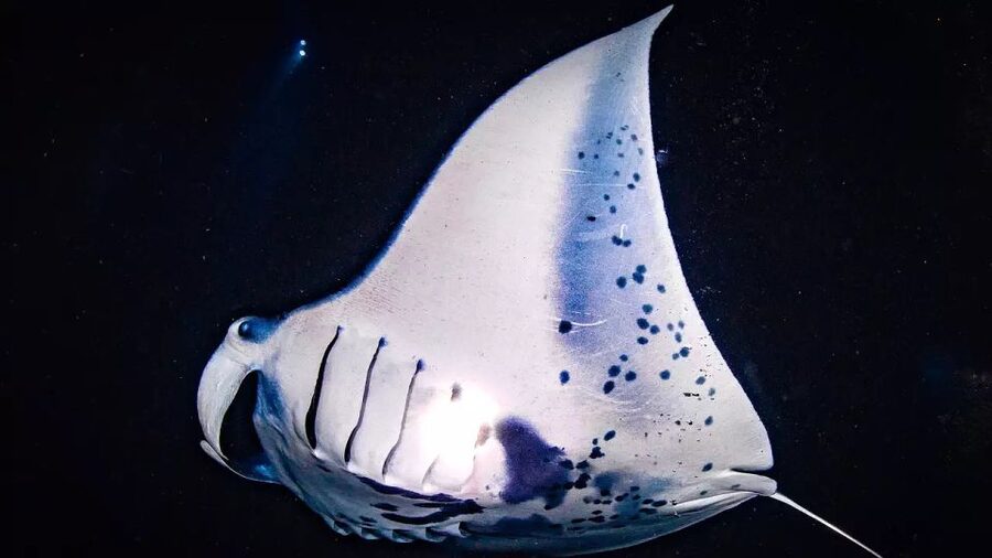 Kailua-Kona: Manta Ray Watching Nighttime Boat Trip - The boat-only option versus snorkeling