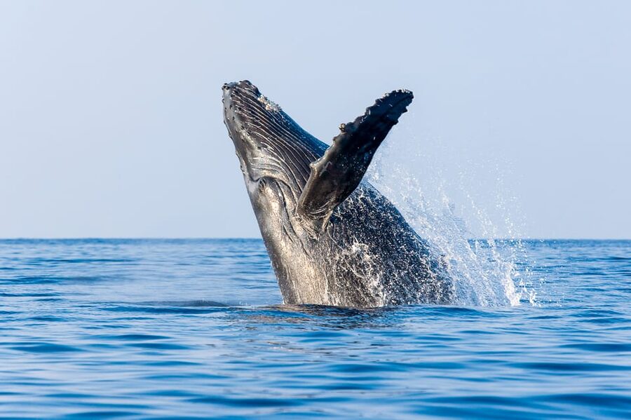 Kailua-Kona: Whale Watching Cruise on the Big Island - Key details before you book