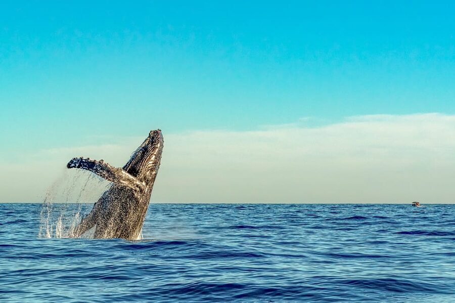 Kailua-Kona: Whale Watching Cruise on the Big Island - Why Hawaii is humpback country