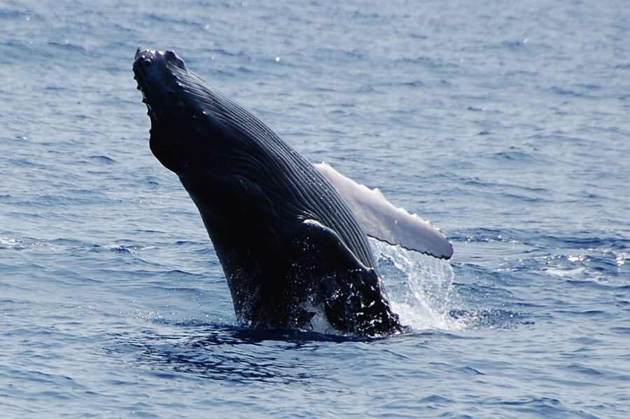 Kailua-Kona: Whale Watching Cruise on the Big Island - A 150-minute search for whales