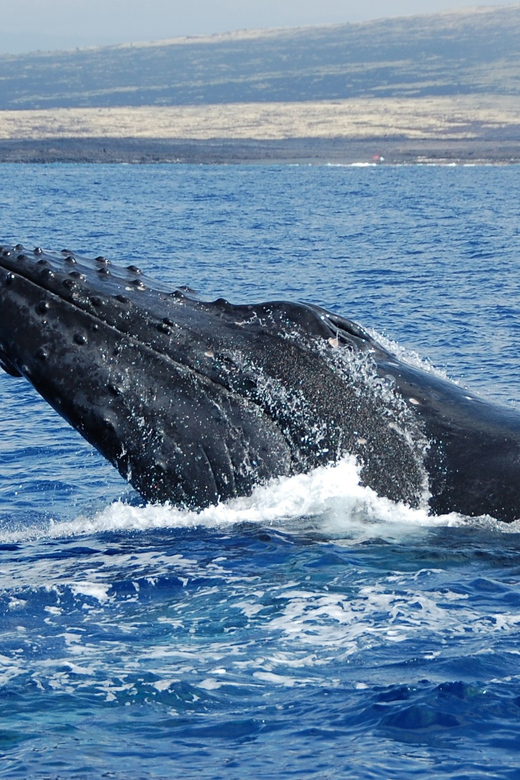 Kailua-Kona: Whale Watching Cruise on the Big Island - The hydrophone is the feature I value most