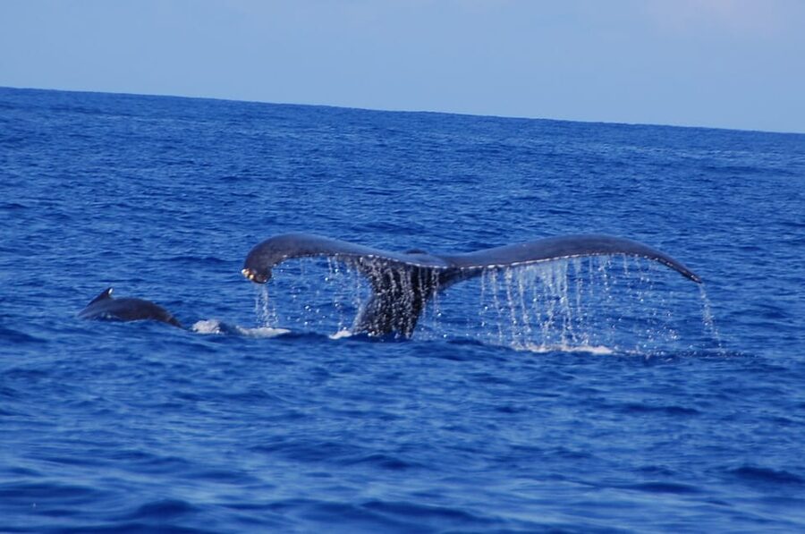 Kailua-Kona: Whale Watching Cruise on the Big Island - Snacks, drinks, and family appeal