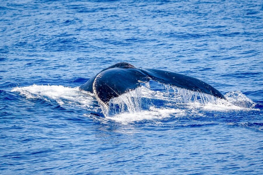 Kailua-Kona: Whale Watching Cruise on the Big Island - Who should take this cruise