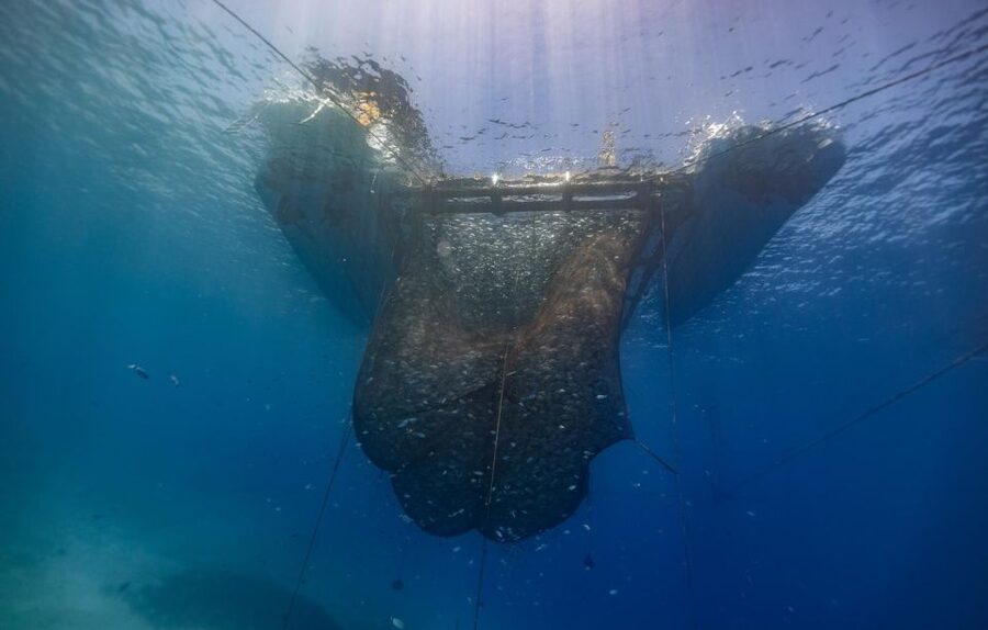 Kamiros Skala: Marine Life Experience by Boat - Boat comfort, group size, and practical limits