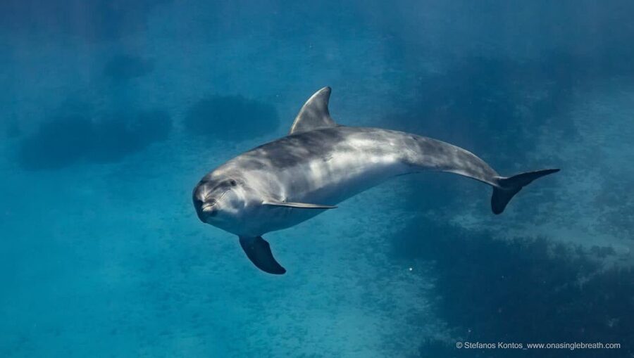 Kamiros Skala: Marine Life Experience by Boat - Who will enjoy this most?