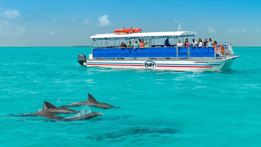 Key West: Dolphin Watching and Snorkeling Eco Cruise Tour - Looking for Bottlenose Dolphins in Open Water