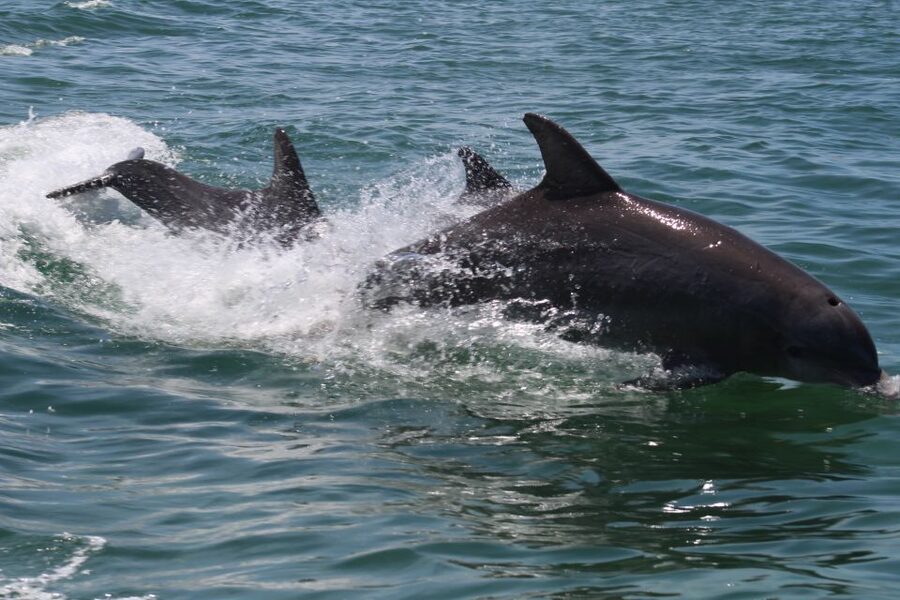 Key West: Dolphin Watching and Snorkeling Sunset Cruise - FAQ