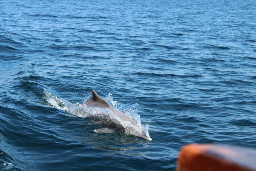 Khasab: Half-Day Dhow Cruise, Dolphin Watching, & Snorkeling - Pickup at Khasab Airport, Hotels, or the Cruise Terminal