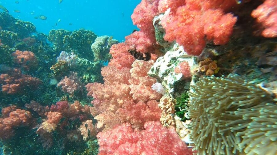 Koh Lipe: Longtail Boat Snorkeling Trip Program A - The highlights at a glance
