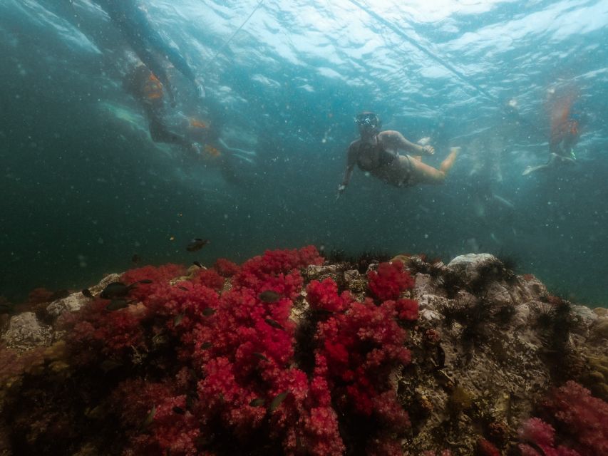 Koh Lipe: Longtail Boat Snorkeling Trip Program A - Jabung Island and the famous seven-color coral