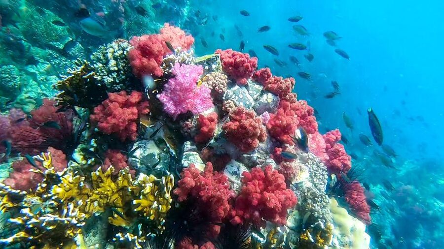 Koh Lipe: Longtail Boat Snorkeling Trip Program A - Koh Yang and its hard coral gardens