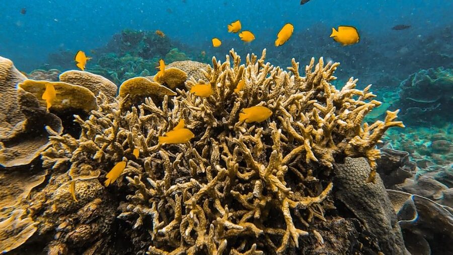 Koh Lipe: Longtail Boat Snorkeling Trip Program A - Adang Island and the final coral stop