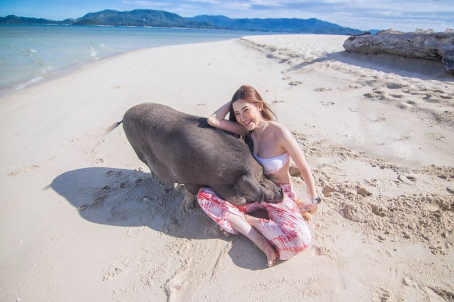 Koh Samui: Pig Island & Koh Tan Snorkeling by Speed boat - Practical tips for a smoother morning