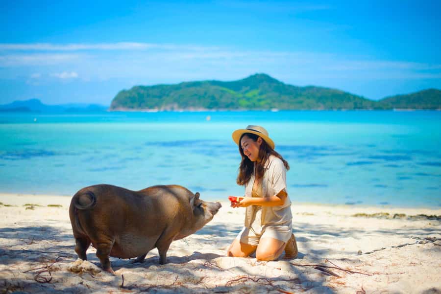 Koh Samui: Private Longtail Boat to Pig Island with Snorkel - Key points to know before booking