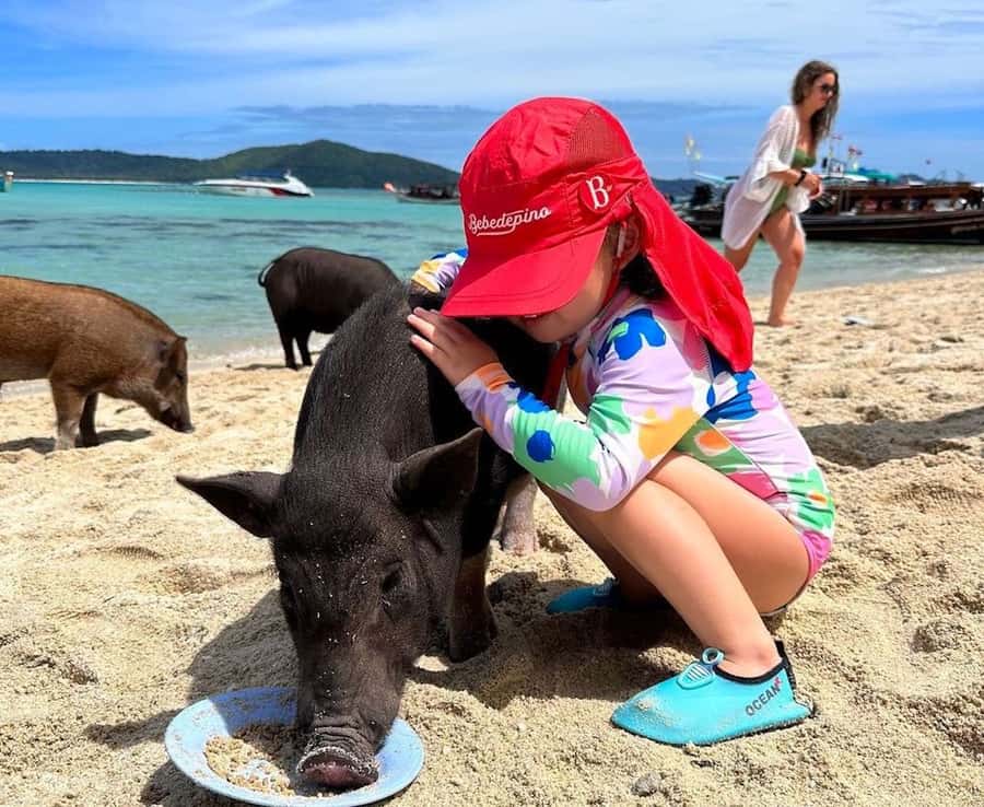 Koh Samui: Private Longtail Boat to Pig Island with Snorkel - Should you book the Koh Samui Pig Island boat?