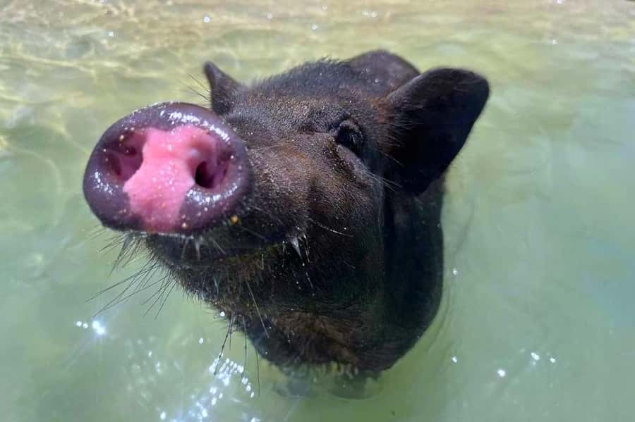 Koh Samui: Private Longtail Boat to Pig Island with Snorkel - The longtail ride to Koh Tan