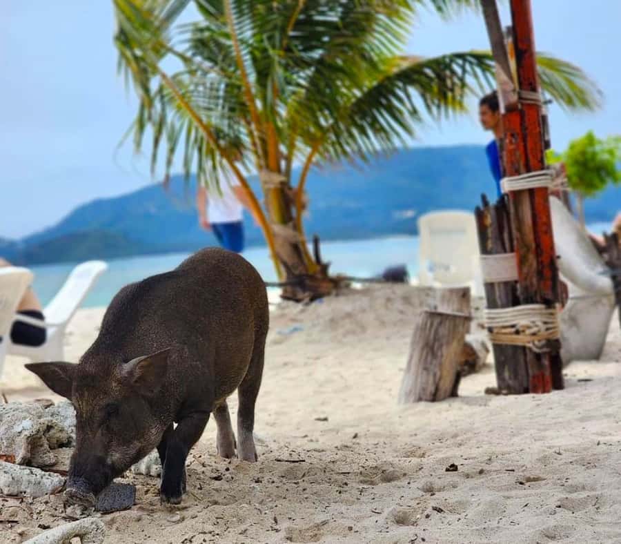 Koh Samui: Private Longtail Boat to Pig Island with Snorkel - How much control do you really have?