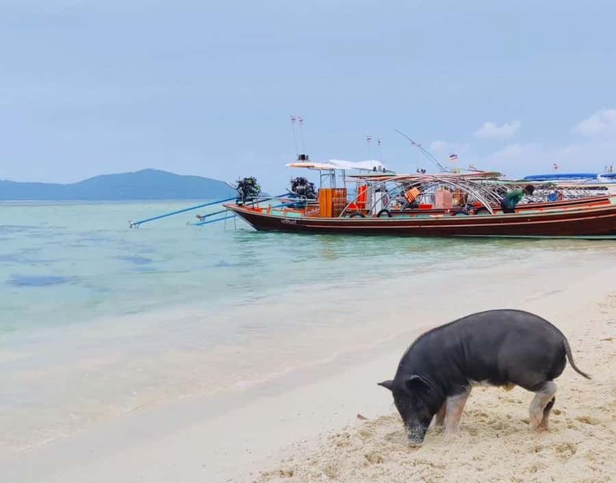 Koh Samui: Private Longtail Boat to Pig Island with Snorkel - What the $93 price means for two people
