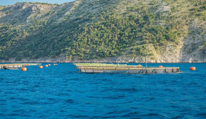 Krk: Golden Beach and Blue Cave Cruise with Welcome Drink - Quick reasons to book