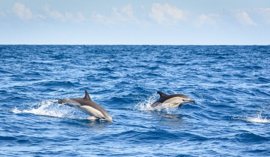 Lagos: Dolphins & Caves - Catamaran - Setting out from Marina de Lagos