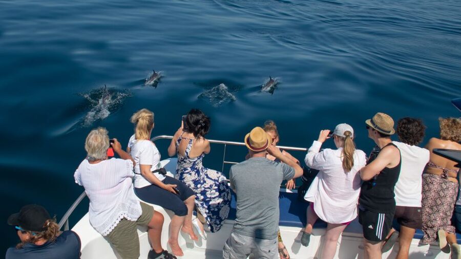 Lagos: Dolphins & Caves - Catamaran - Should you book the Lagos dolphin catamaran?