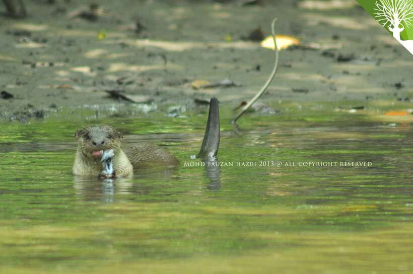 Langkawi: Kilim Mangrove Boat Tour with Lunch and Pickup - Key points to know before you book