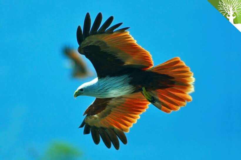 Langkawi: Kilim Mangrove Boat Tour with Lunch and Pickup - Who will enjoy this tour most?